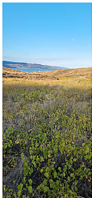 Denize 200 Metre İmar Üstü Müstakil Bağ